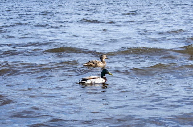 Two ducks swim on the pond outdoors