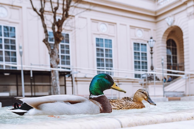Two ducks swimming in a fountain in front of a building