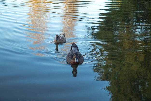 写真 ポルトガルのeuroparqueの湖で泳ぐ2羽のアヒル