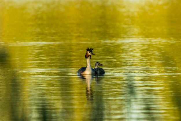 Foto due anatre che nuotano nel lago