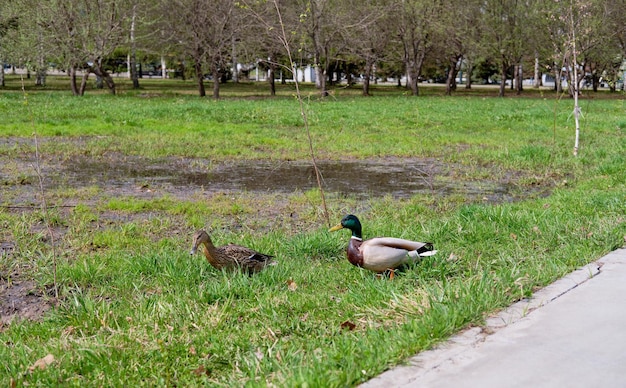 Due anatre camminano nel parco sull'erba verde drake e anatra in coppia per strada