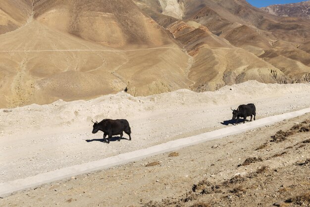 Two dzo are walking along the road in the Himalayas