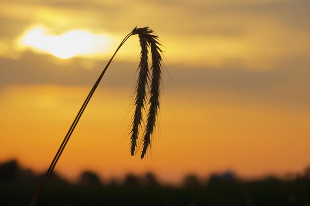 two ears of rye on the the setting sun background