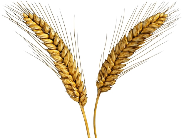 Two ears of wheat on a transparent background