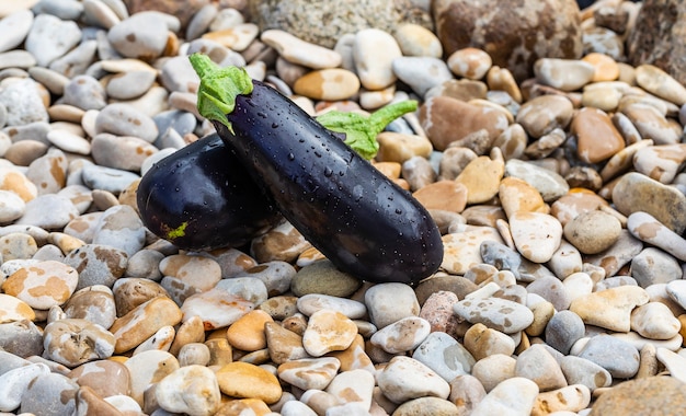 Two eggplants on sea pebbles with drops of water.