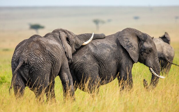 두 코끼리가 사바나에서 서로 놀고 있습니다.