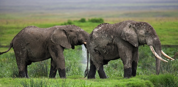 Two elephants in Savannah.