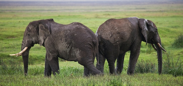 Two elephants in Savannah.