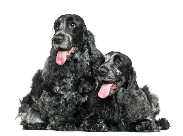 Two English Cocker Spaniel panting next to each other isolated on white