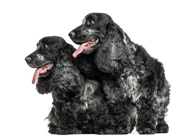 Two English Cocker Spaniel panting next to each other isolated on white