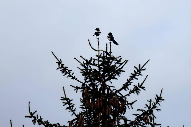 Two Eurasian magpies at the top of a tree
