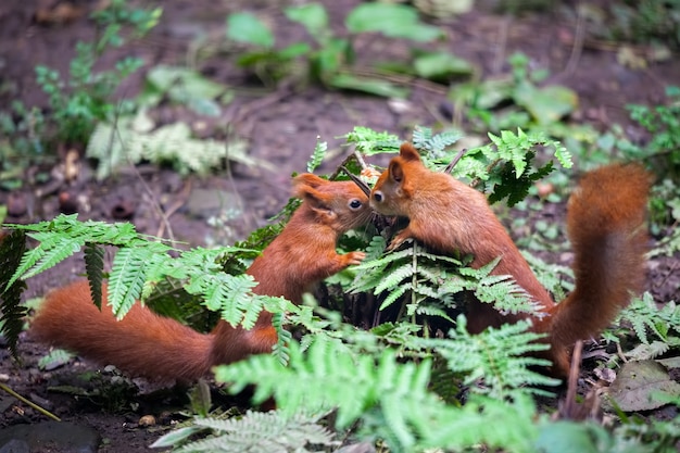 두 유라시아 붉은 다람쥐 Sciurus vulgaris 연주