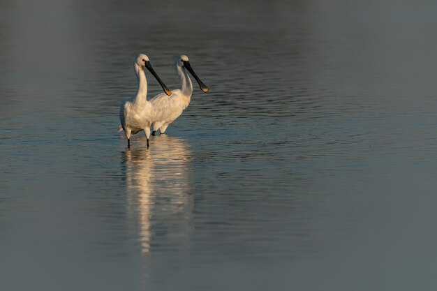 Two Eurasian Spoonbill or common spoonbill (Platalea leucorodia)  hunting for food.