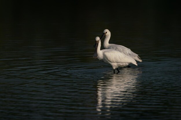 Two Eurasian Spoonbill or common spoonbill (Platalea leucorodia) hunting for food.