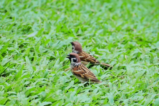 Two Eurasian tree sparrow (Passer montanus) standing on green grass.