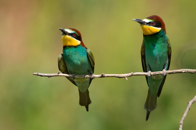 Foto due mangiatori di api europei merops apiaster si trovano su un ramo