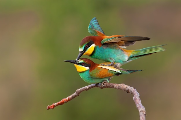 Two european bee-eaters copulating in breeding season with green background