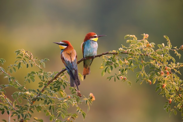 Photo two european beeeater sitting on twig in summer morning