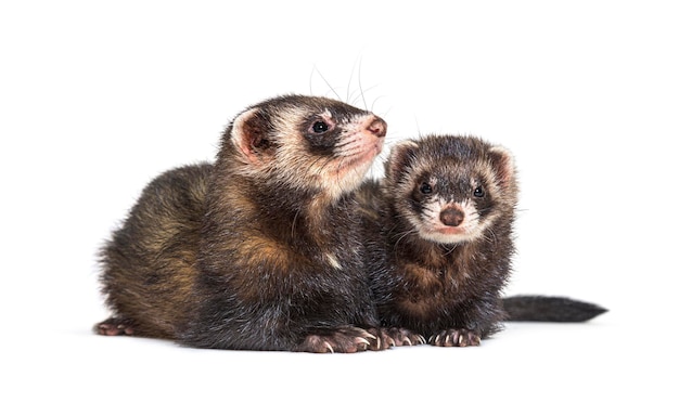 Two European polecats looking away isolated Wild ferrets