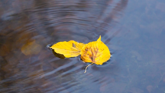 Two fallen yellow leaves floating on the water surface