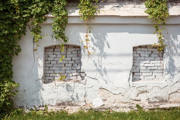 Two false windows on the ancient cracked white wall with parthenocissus on it