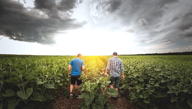 Two farmers in an agricultural field of sunflowers Agronomist and farmer inspect potential yield