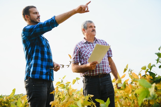 Two farmers standing in a field examining soybean crop before harvesting.