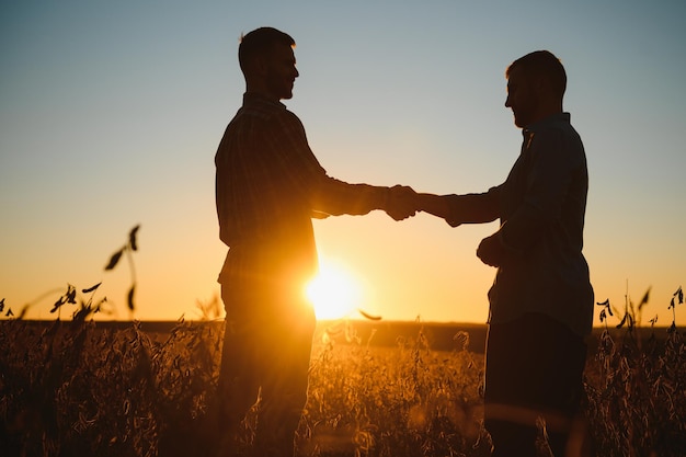 Two farmers standing in a field examining soybean crop before harvesting