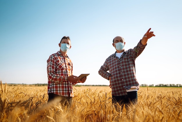 Two farmers in sterile medical masks with a tablet in their hands in a wheat field during pandemic