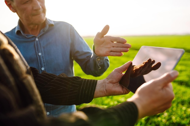 Two Farmers uses a specialized app on digital tablet for checking wheat Agriculture, ecology concept