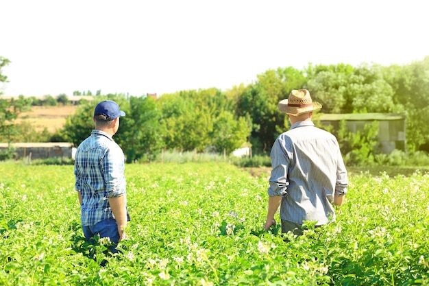 Two farmers working in field