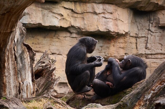 写真 幼い母を世話している2匹の雌チンパンジーは大きな木の幹の猿を愛しています