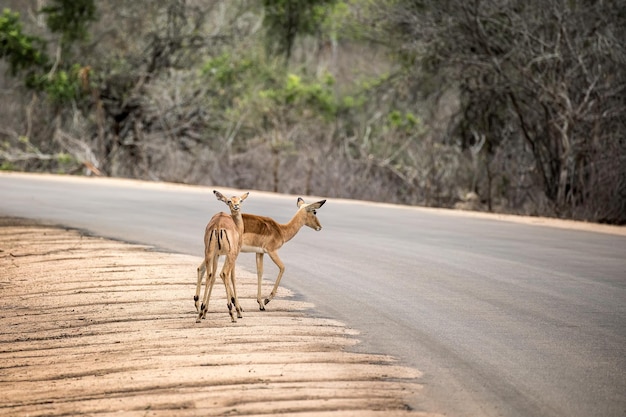Две самки импалы переходят дорогу в Национальном парке Крюгера в Южной Африке