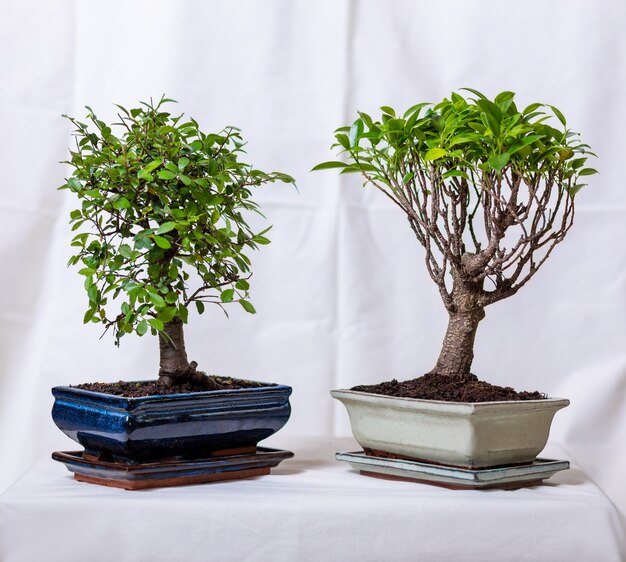 Two ficus bonsai ginseng retusa plant in pot