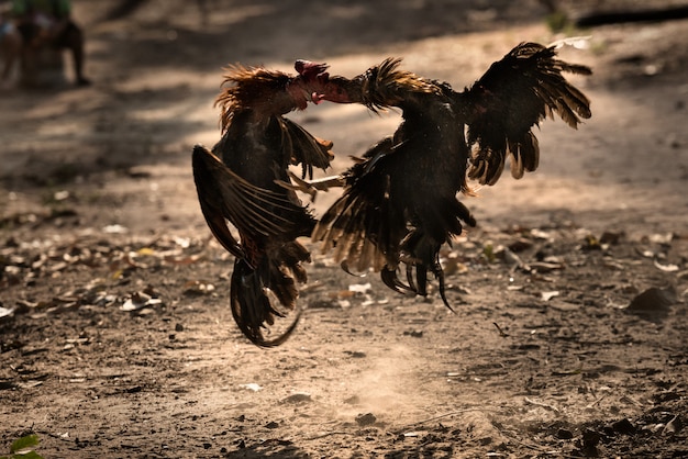 Due combattenti gallo nella natura arena combattimenti.