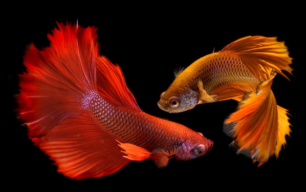 Two fighting fish in freedom action and show the beautiful fins tail isolate with white background.