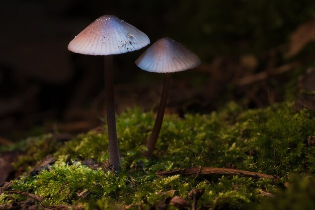 Two filigree small mushrooms on moss with light spot in forest Forest floor