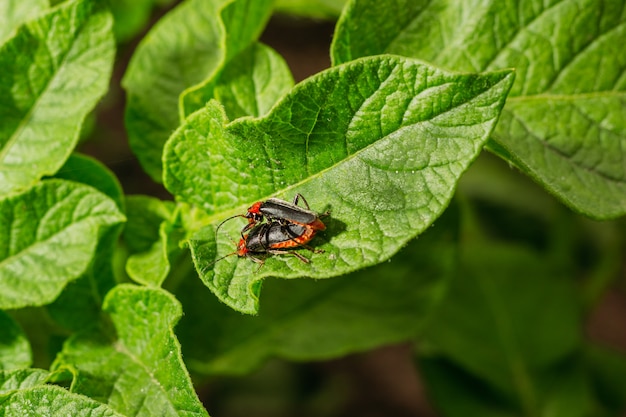 Two firebug beetles mate on green leaves