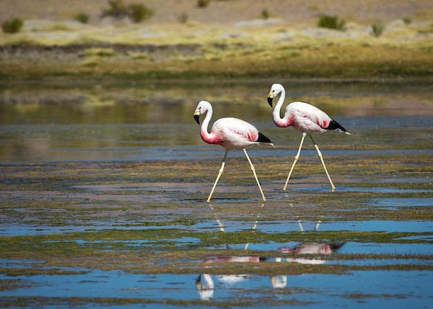 Two flamingos are walking on the water of the lagoon Bolivia