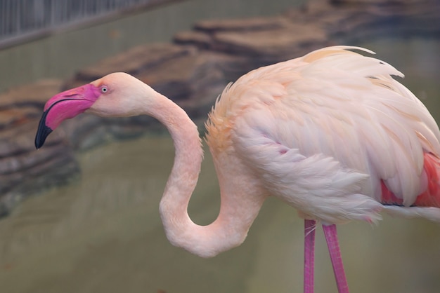 Two flamingos flirt at sunset on the pond