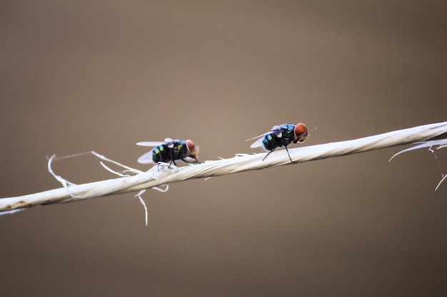 Two flies Chrysomya megacephala on a white rope