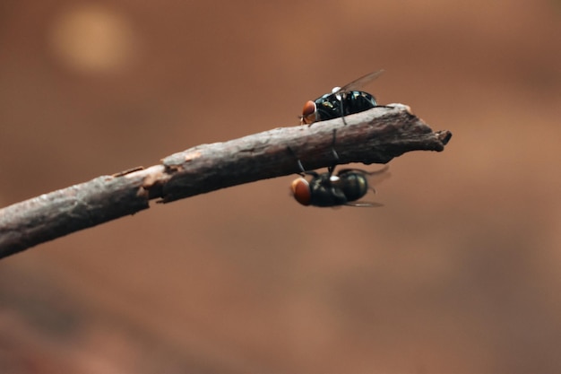 Photo two flies on a tree trunk