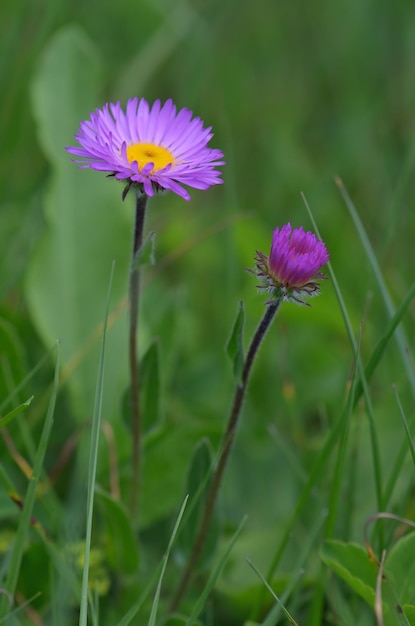 Two flowers Aster alpinus in lush green grass. Flowering meadow mountainous Caucasus. Svaneti, Georgia