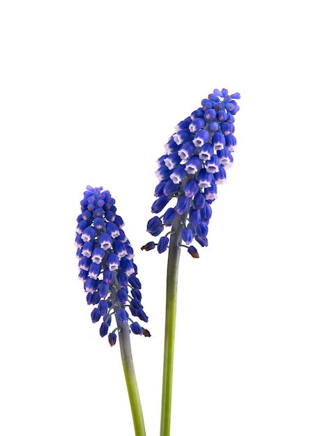 2 цветка Muscari изолированного на белом космосе. Виноградный гиацинт