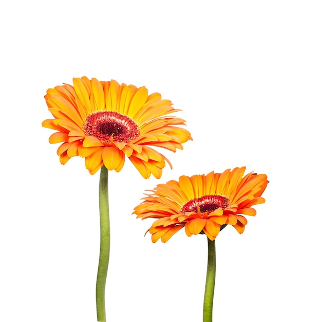 Two flowers of orange gerbera isolated on white background