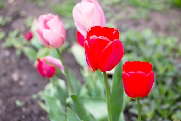 春の庭に咲くピンクと赤のチューリップの2つの花。