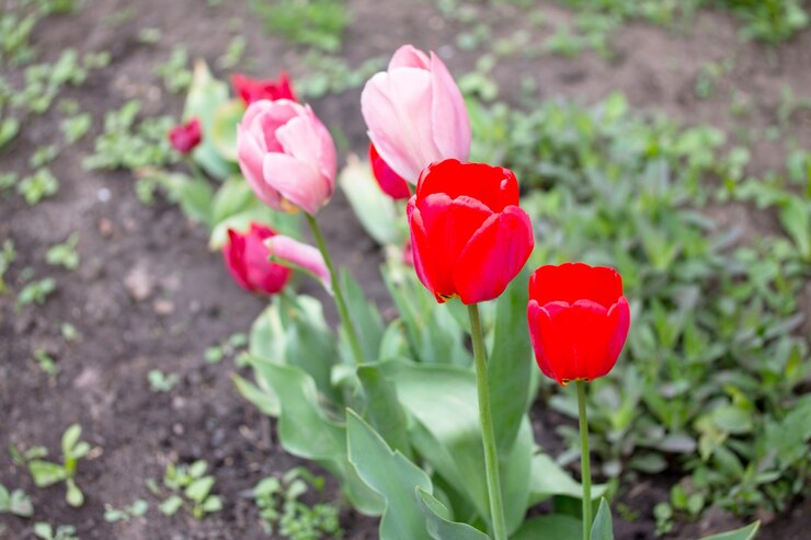 春の庭に咲くピンクと赤のチューリップの2つの花。