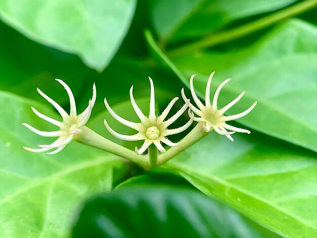 Foto due fiori su una pianta con foglie verdi