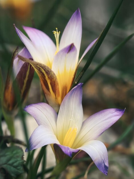 写真 黄色と紫の花びらと黄色の中心を持つ 2 つの花。