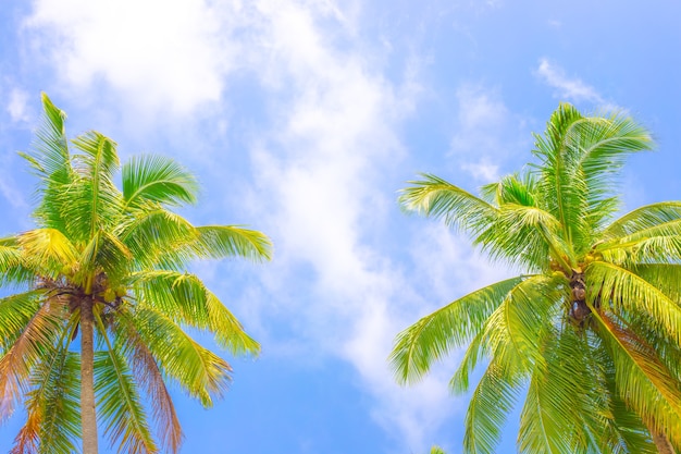 Two fluffy coconut trees blue sky background travel tourism asia copy space